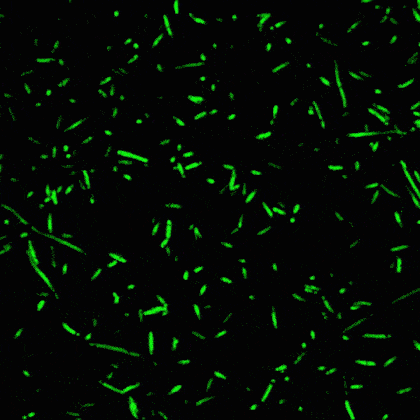 ezgif.com-optimize copia 4